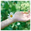 Naturella Classic Normal Plus Méret 2 Szárnyas Betét 10 db termékhez kapcsolódó kép